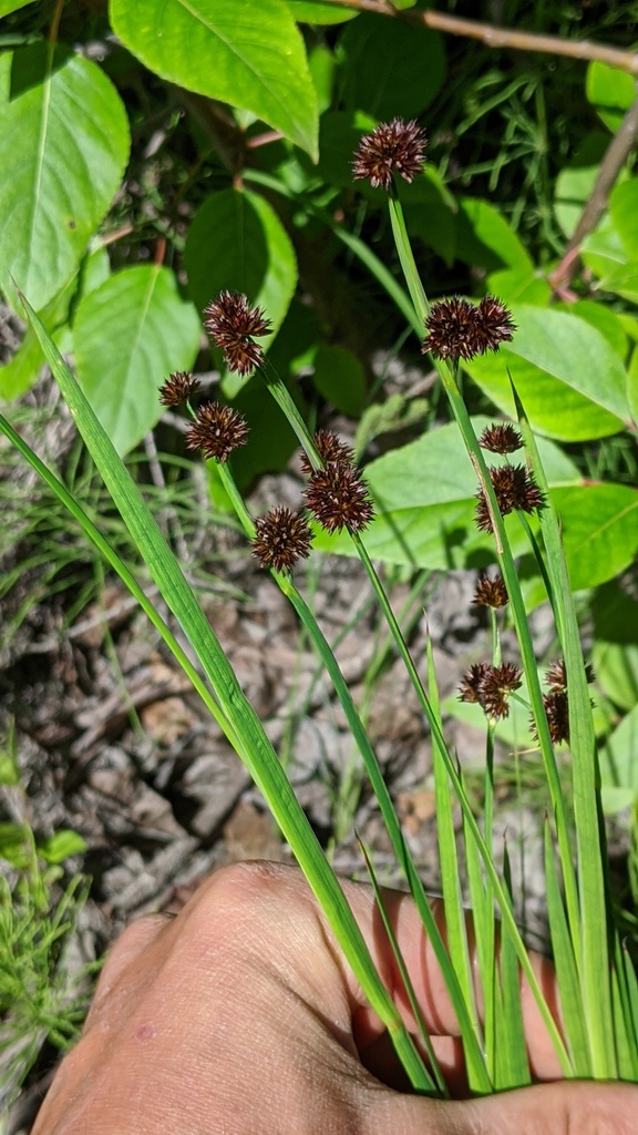 Juncus ensifolius