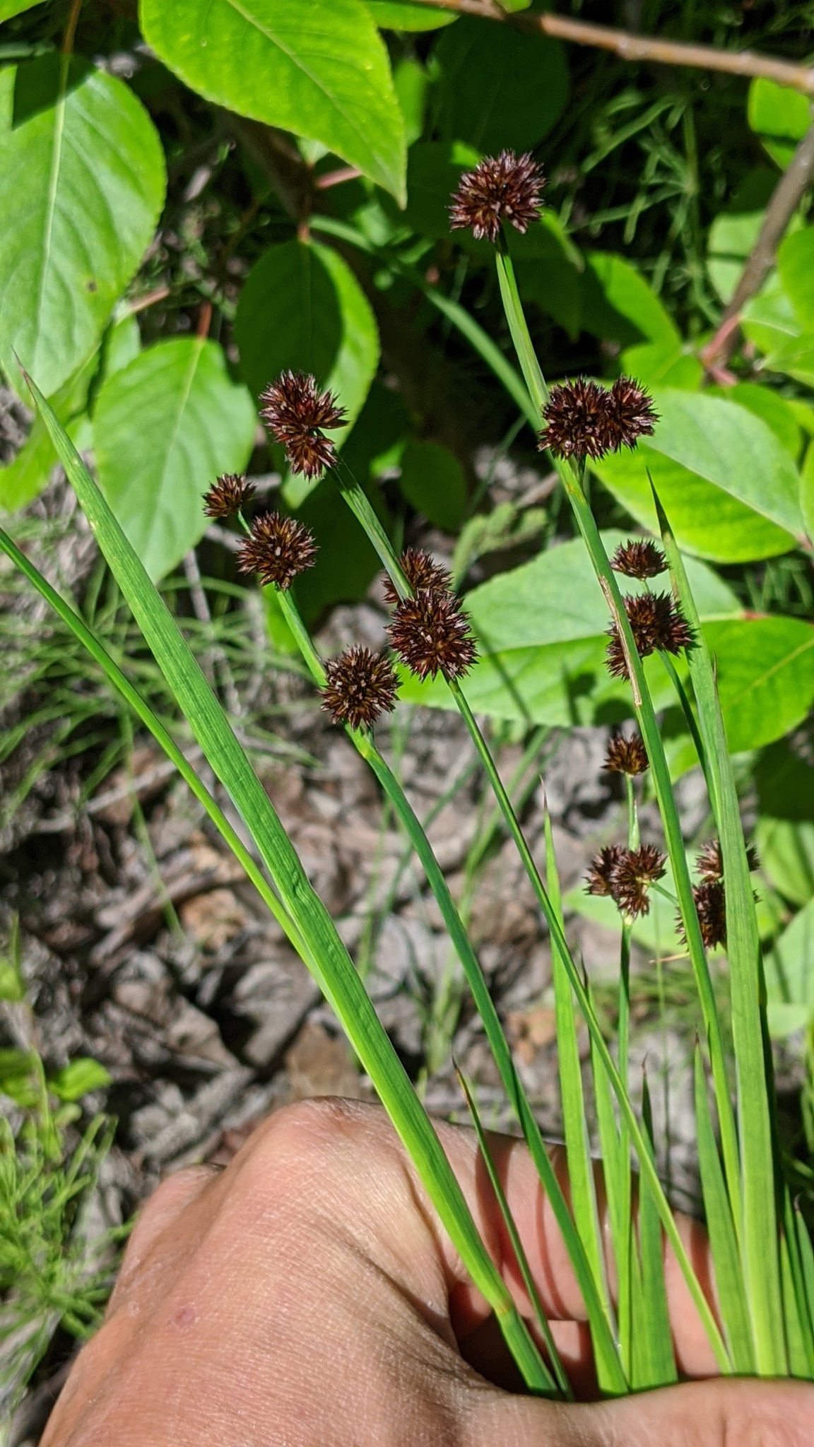 Juncus ensifolius