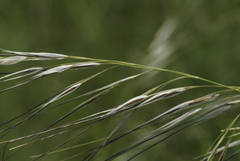 Hesperostipa spartea