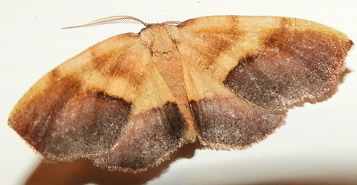 Purple Plagodis Moth photo 4