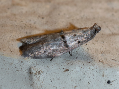 Wockia asperipunctella
