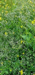 Gypsophila paniculata