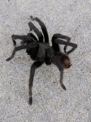 Aphonopelma steindachneri