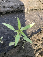 Persicaria minor