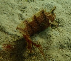 Cristiceps australis