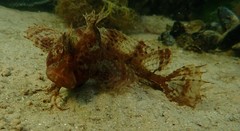 Cristiceps australis