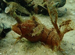 Cristiceps australis