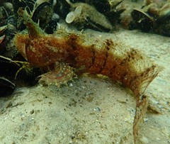 Cristiceps australis