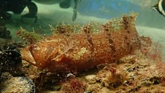 Cristiceps australis