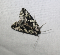 Syngrapha rectangula