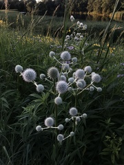Eryngium yuccifolium