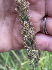 Calamagrostis stricta