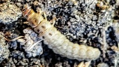 Scolecocampa