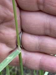 Calamagrostis stricta