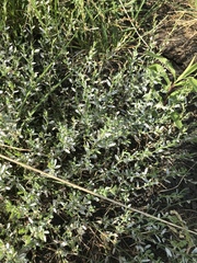 Polygonum achoreum