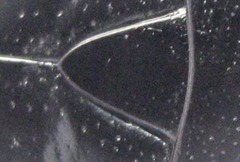 Phoxomela umbrosa
