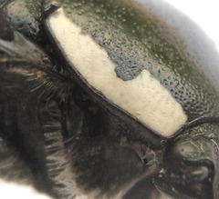 Phoxomela umbrosa