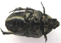 Phoxomela umbrosa
