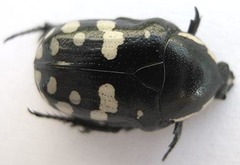 Phoxomela umbrosa