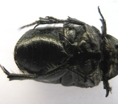 Phoxomela umbrosa