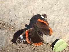 Vanessa atalanta