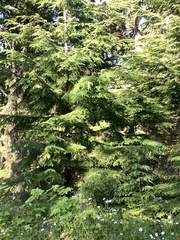 Canachites canadensis