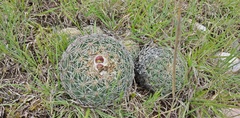 Coryphantha pseudoradians