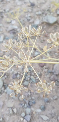 Zosima absinthifolia