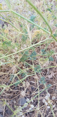 Zosima absinthifolia