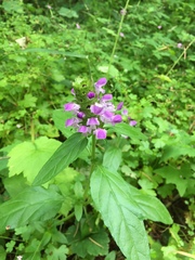 Prunella vulgaris lanceolata