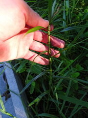 Dulichium arundinaceum