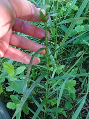 Dulichium arundinaceum