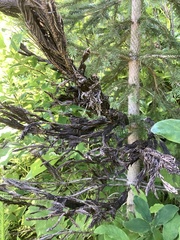 Herpotrichia juniperi