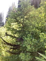 Herpotrichia juniperi