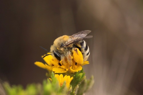 Sunflower bee
