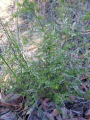 Styphelia biflora