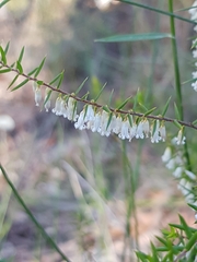 Styphelia biflora