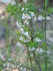 Styphelia biflora