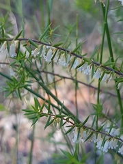 Styphelia biflora