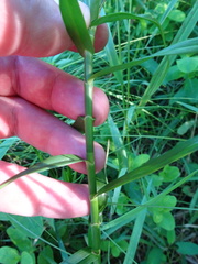 Dulichium arundinaceum