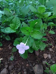 Ruellia intermedia