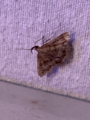 Phalaenostola larentioides