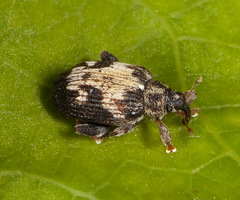 Tachyerges ephippiatus