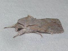 Spodoptera albula