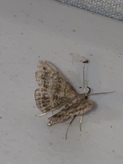 Phalaenostola larentioides