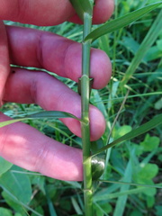 Dulichium arundinaceum