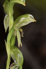 Pterostylis longifolia