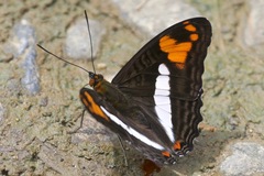 Adelpha erotia