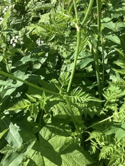 Ligusticum canbyi