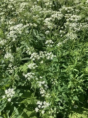 Ligusticum canbyi